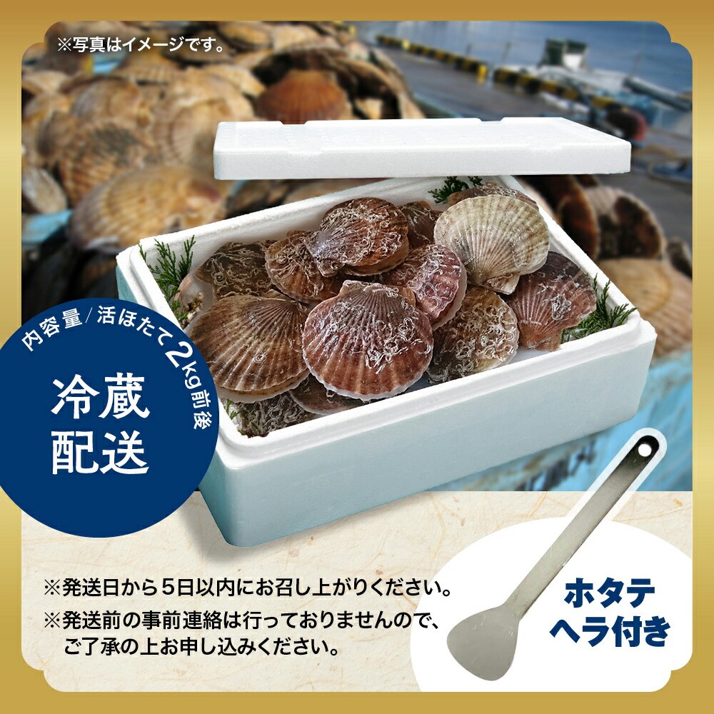 北海道紋別市のふるさと納税 11-145 北海道紋別産 活ホタテ2kg(Lサイズ)
