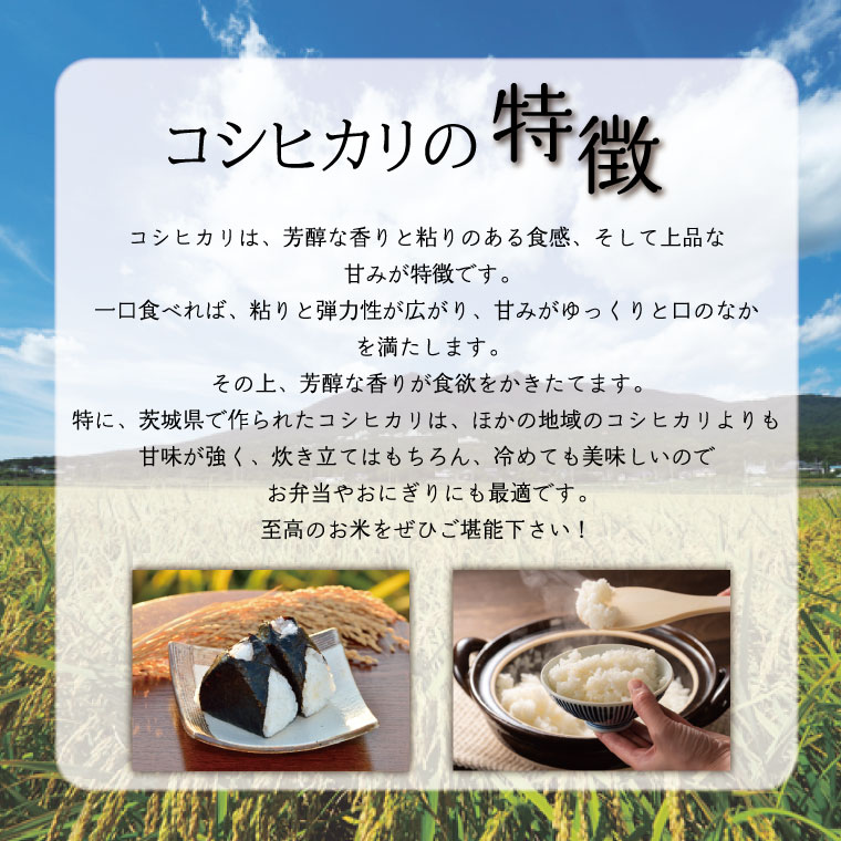 茨城県行方市のふるさと納税 【2025年6月発送】★数量限定★令和6年 茨城県産コシヒカリ 10kg｜米 お米 こめ こしひかり コシヒカリ 数量限定 期間限定 令和6年産 茨城県産 行方市 人気 送料無料(CU-327-1)