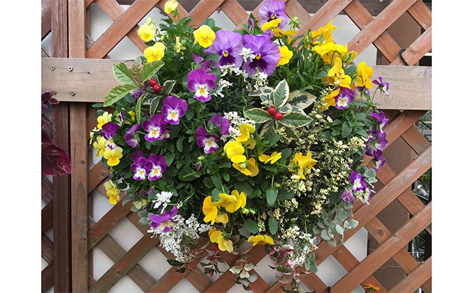 ハンギングバスケット寄せ植え 季節のおまかせ 静岡県藤枝市 ふるさと納税サイト ふるさとプレミアム