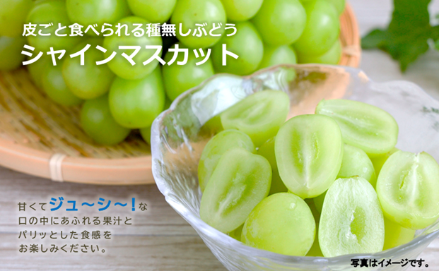山形県舟形町のふるさと納税 シャインマスカット約1.2kg（2～3房）数量限定　2025年先行予約