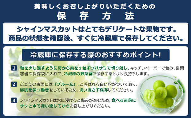 山形県舟形町のふるさと納税 シャインマスカット約1.2kg（2～3房）数量限定　2025年先行予約