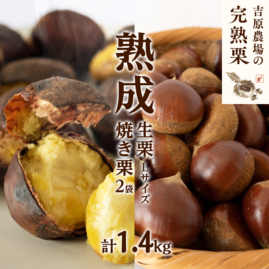 ちゃぐ様　生栗2キロ 数量限定(2025年)】完熟石畳栗（生栗）2キロ［冷蔵発送］ | 石畳