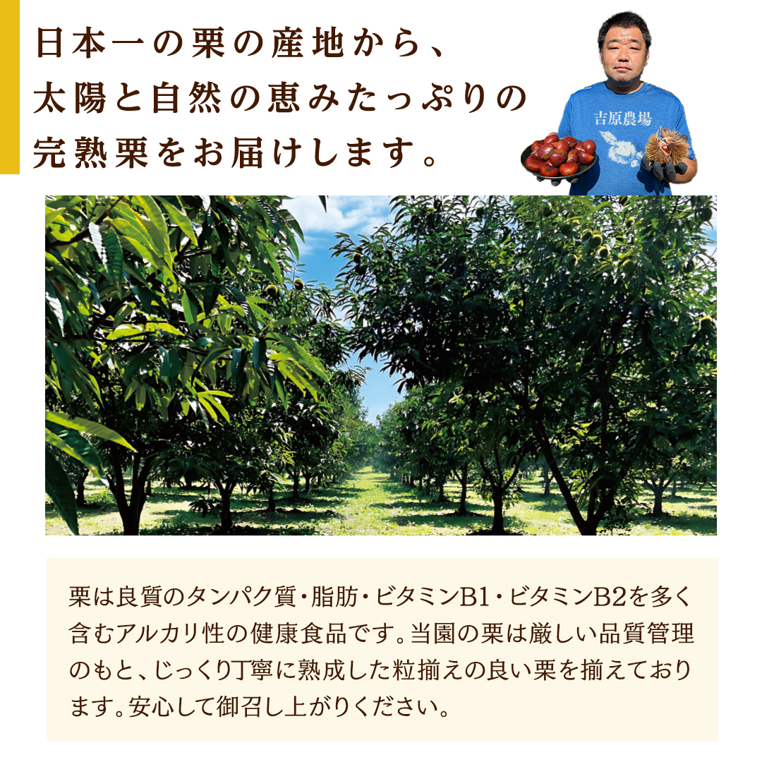 吉原農場 の 完熟栗 】 熟成 生栗 1kg 2Lサイズ ・ 焼き栗 2袋 セット