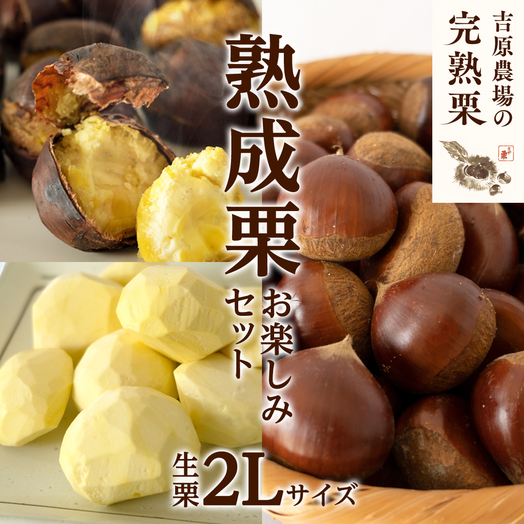 吉原農場 の 完熟栗 】 熟成 栗 お楽しみ セット ( 生栗 2Lサイズ ) 令