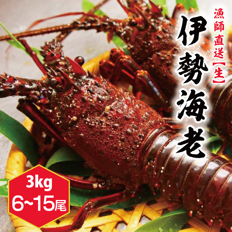 漁師直送／生】伊勢海老 （3kg／6〜15本） 伊勢エビ (KBL-17)（茨城県