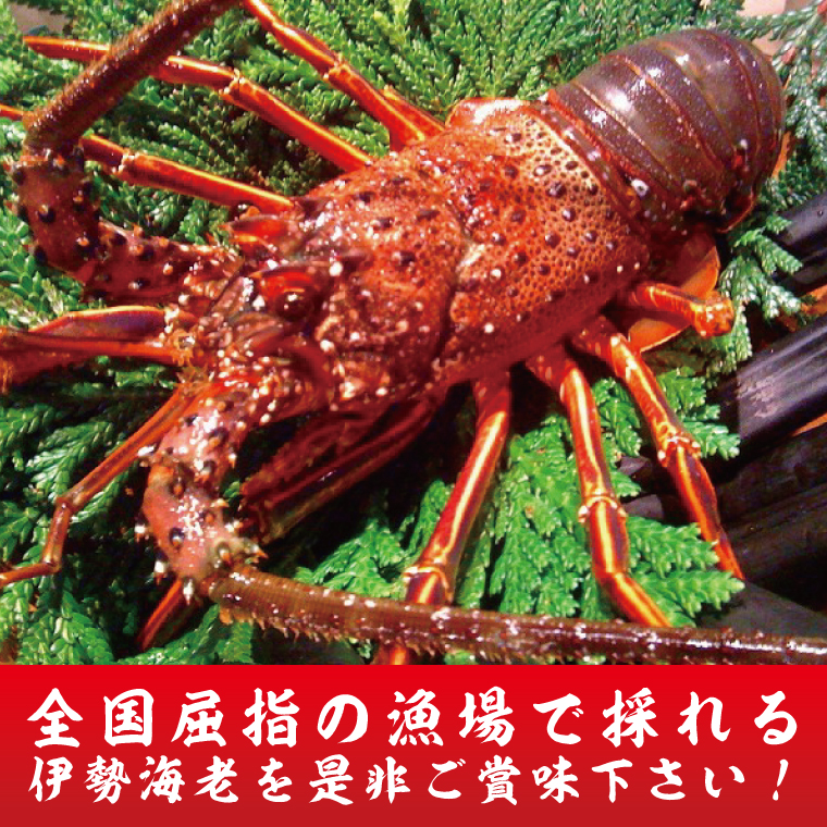 漁師直送／生】伊勢海老 （3kg／6〜15本） 伊勢エビ (KBL-17)（茨城県