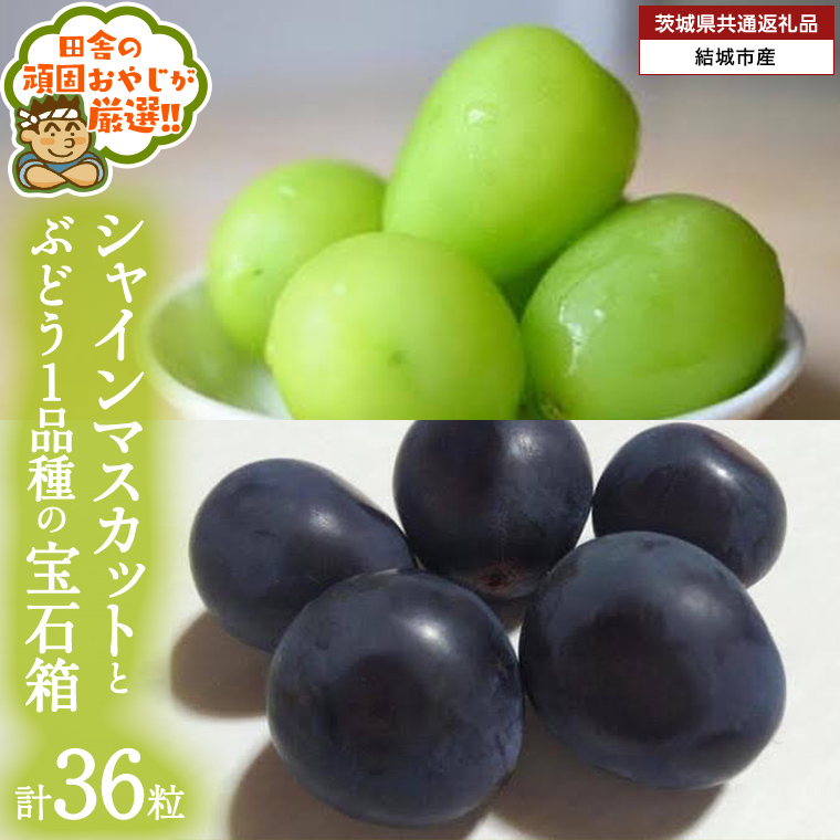 粒々ぶどう36粒」 シャインマスカット と ぶどう1品種の宝石箱