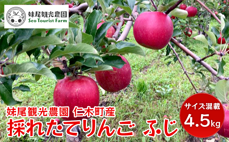 【先行受付/2024年11月出荷開始】仁木町の採れたてりんご「ふじ」4.5kg［妹尾観光農園］ 北海道 果物 フルーツ リンゴ