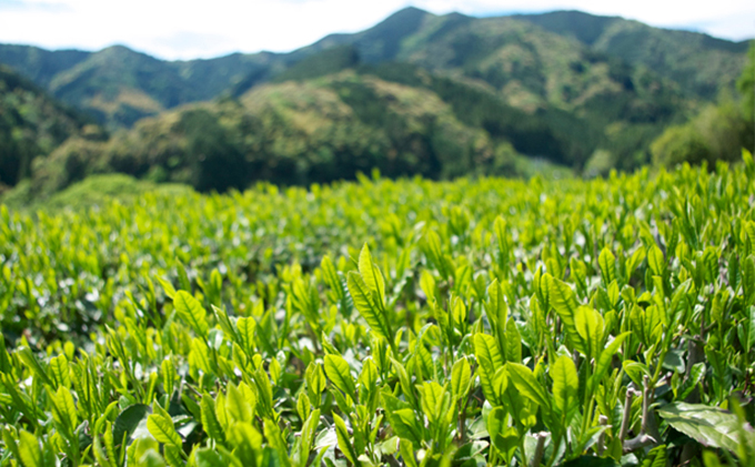 お茶ミルセット（完全有機栽培茶）（静岡県藤枝市） ふるさと納税サイト「ふるさとプレミアム」