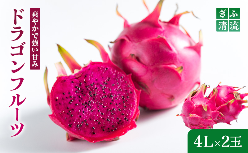 y򕌌sz{{Ђ̃hSt[c 4LTCY2bʕ t[c { ̂ꂽ  񂹃O fU[g XC[c  p 蕨 Mtg v[g kCEꌧEւ̔zs 2026N6{`7{ɏ\