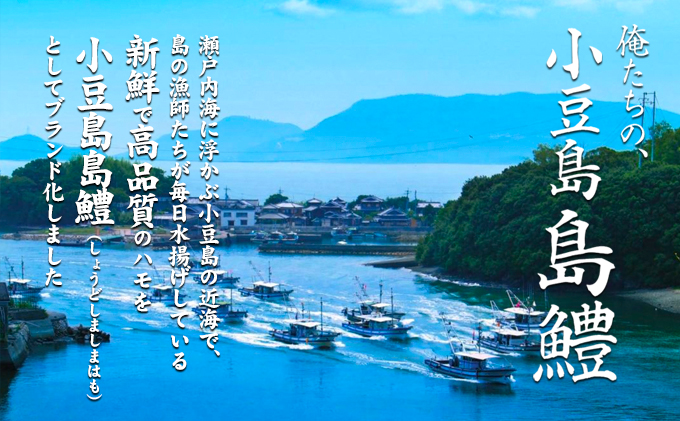 香川県土庄町のふるさと納税 『小豆島島鱧』活け締め骨切り瞬間冷凍  新鮮 海の幸