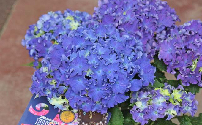 オンライン決済限定 母の日に アジサイ鉢植えカーリースパークルブルー5号 静岡県藤枝市 ふるさと納税サイト ふるさとプレミアム