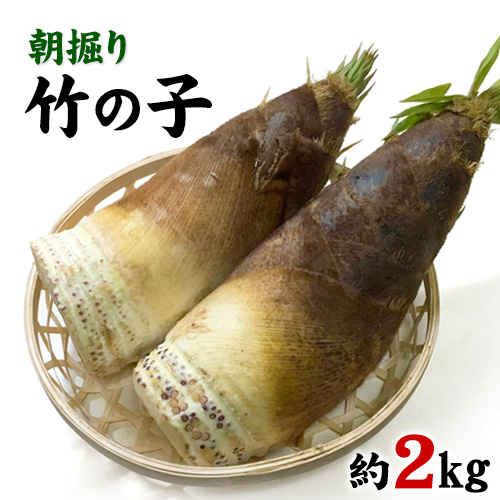 朝掘り竹の子 熊本県御船町産限定 約2kg(1本約500g-1200g前後) 《4月