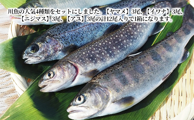 清流の川魚 セット 12尾入(ヤマメ・イワナ・ニジマス・アユ)魚12尾 ヤマメ イワナ ニジマス アユ 山女 岩魚 虹ます 虹鱒 鮎 マス ます 鱒  / 新潟県魚沼市 | セゾンのふるさと納税