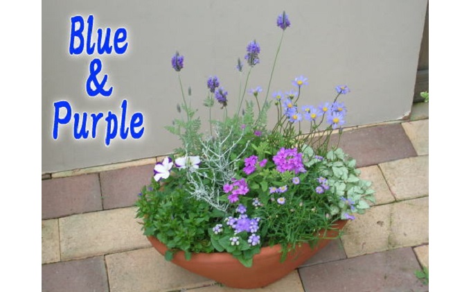 爽やかな色合いブルー・パープルの寄せ植え|ガーデニングショップ四季の里
