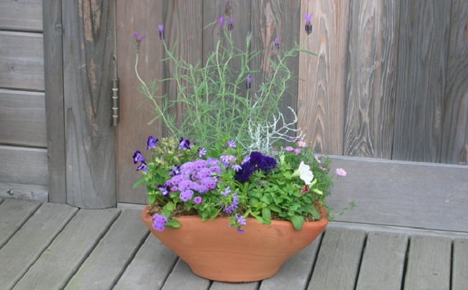 爽やかな色合いブルー・パープルの寄せ植え|ガーデニングショップ四季の里