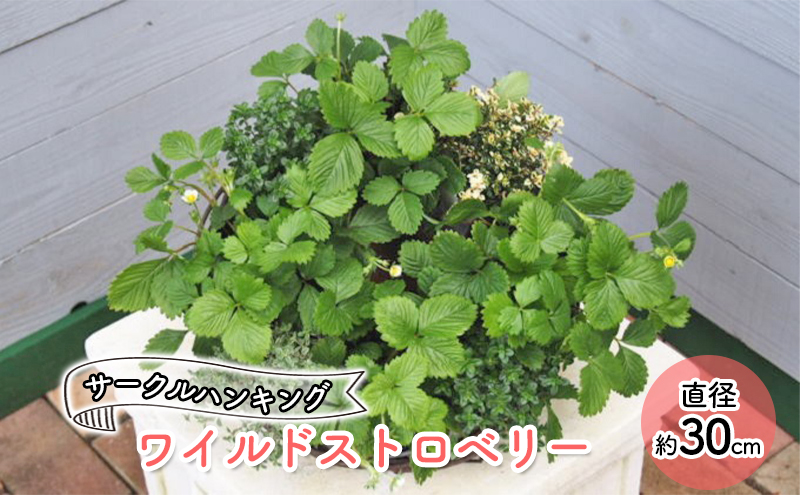 福岡県朝倉市のふるさと納税 ワイルドストロベリーのサークルハンキング 植物 インテリア
