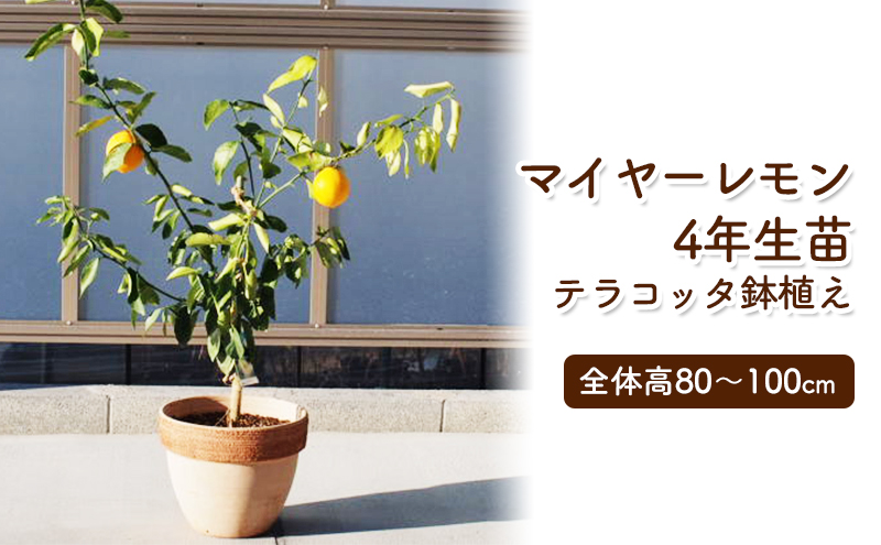 苗木 レモンの木鉢植え 大きめサイズ テラコッタ鉢 配送不可 北海道