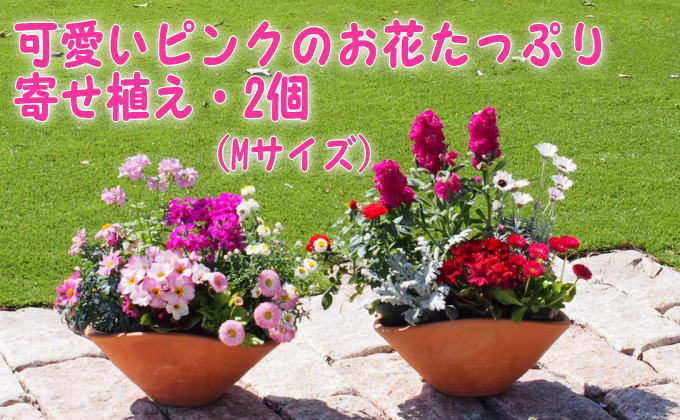 福岡県朝倉市のふるさと納税 可愛いピンクのお花たっぷりの寄せ植え（舟形Mサイズ）2個