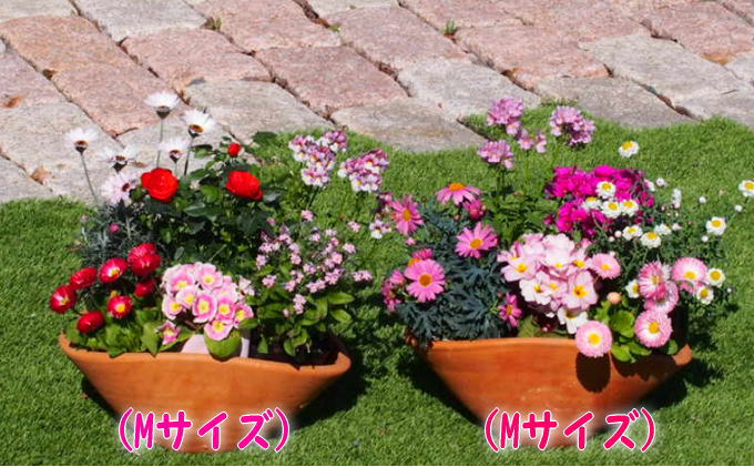 福岡県朝倉市のふるさと納税 可愛いピンクのお花たっぷりの寄せ植え（舟形Mサイズ）2個