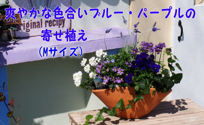 ブルー・パープルの寄せ植え（舟形Mサイズ）1個（福岡県朝倉市） ふるさと納税サイト「ふるさとプレミアム」
