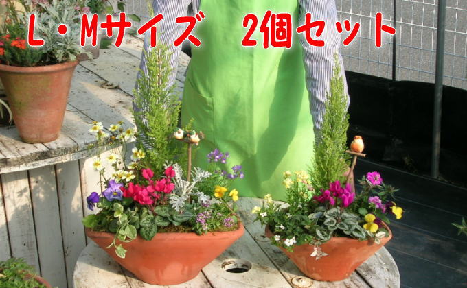 可愛いお花畑の寄せ植えL・Mサイズ（2個セット）（福岡県朝倉市） | ふるさと納税サイト「ふるさとプレミアム」