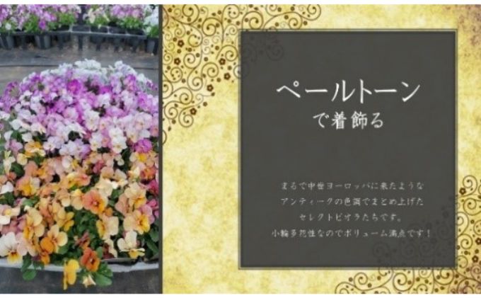 埼玉県上尾市のふるさと納税 冬を感じる箱いっぱいの季節の花苗