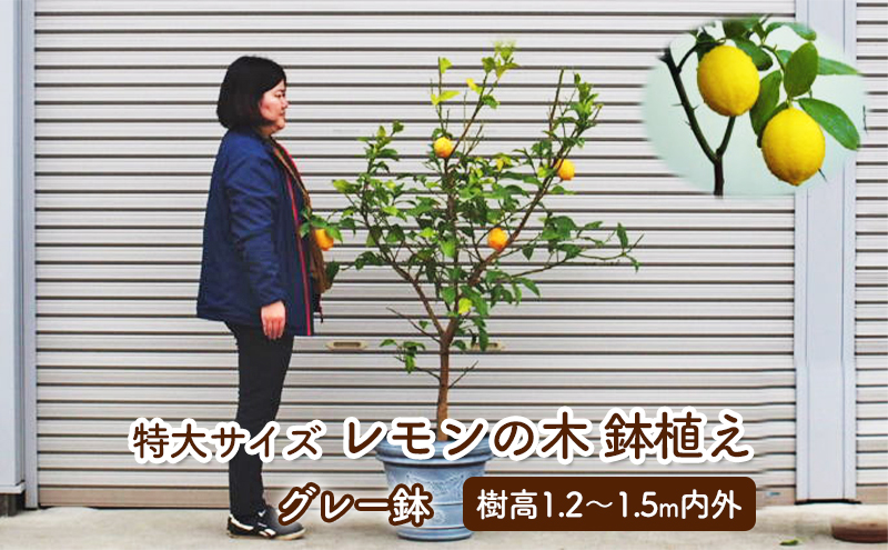 苗木 レモン 特大サイズ レモンの木鉢植え グレー鉢 1個 配送不可 北海道 沖縄 離島