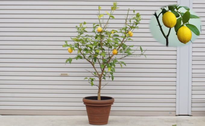 福岡県朝倉市のふるさと納税 特大サイズ　レモンの木鉢植え（ブラウン鉢）1個