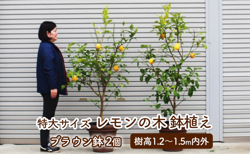 特大サイズ レモンの木鉢植え ブラウン鉢 2個 福岡県朝倉市 セゾンのふるさと納税