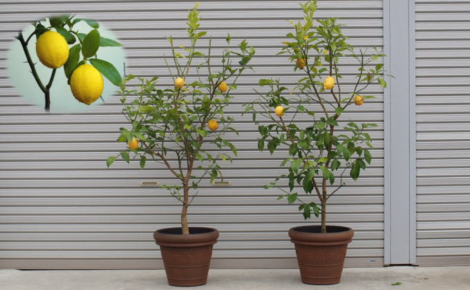 苗木 レモン 特大サイズ レモンの木鉢植え ブラウン鉢 2個 配送不可