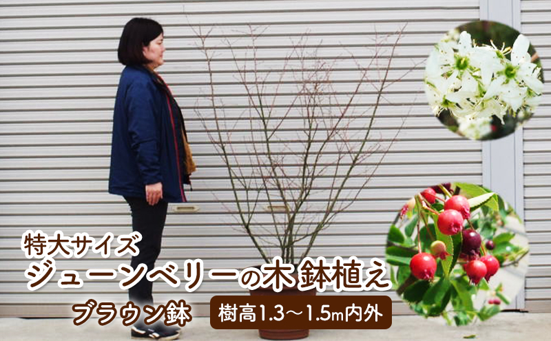 苗木 特大サイズ ジューンベリーの木 鉢植え ブラウン鉢 1個 植物 ガーデン ※配送不可:北海道、沖縄、離島