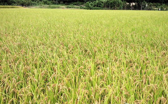 香川県東かがわ市のふるさと納税 【令和4年新米】高原さんの もち米（クレナイモチ）玄米10kg