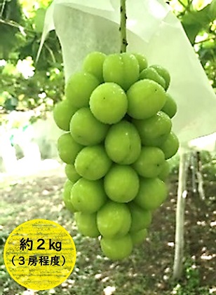 K＆Y農園 長野県坂城町産 シャインマスカット約2kg（3房程度）