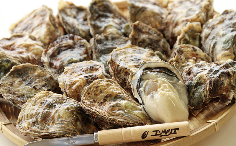 北海道厚岸町のふるさと納税 厚岸産 殻牡蠣 Lサイズ 20個 セットカキ 牡蠣