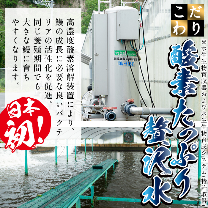 鹿児島県志布志市のふるさと納税 日ノ本一の鰻の蒲焼き＜特大＞3尾セット(計705g以上) c2-009