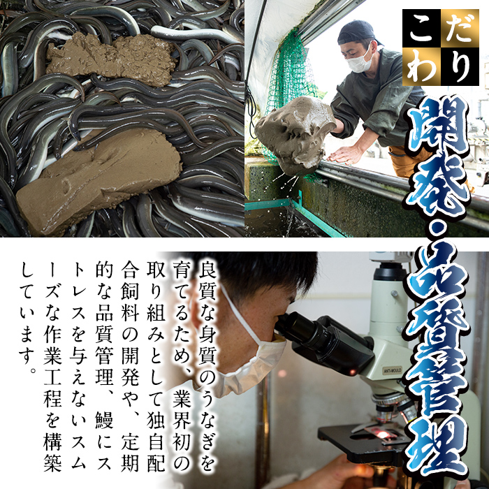 鹿児島県志布志市のふるさと納税 日ノ本一の鰻の蒲焼き＜特大＞3尾セット(計705g以上) c2-009