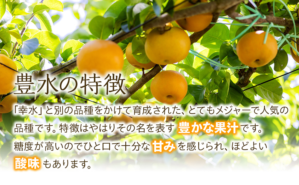 2024年/令和6年発送分☆先行予約☆】梨 長野 豊水 約 5kg 信州の梨