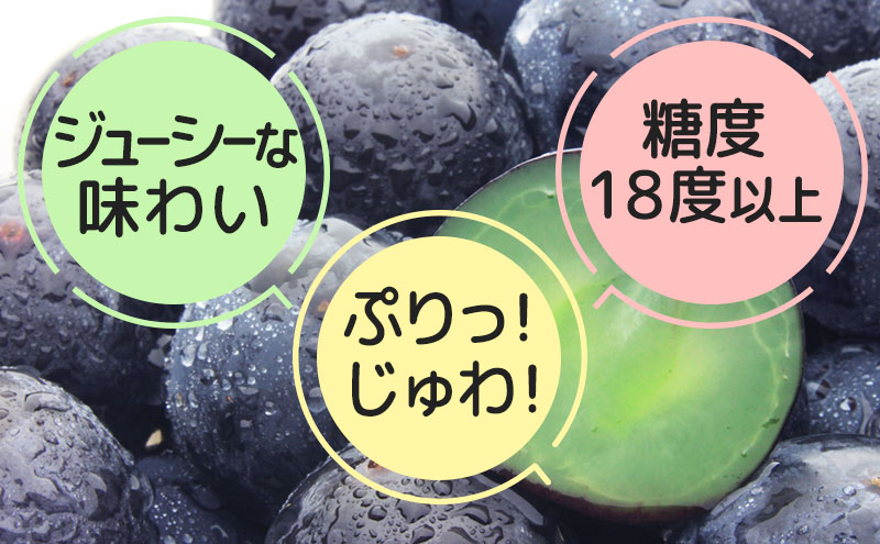 ふるさと納税 種無し 巨峰 シャインマスカット 約2kg 4〜6房 宮原