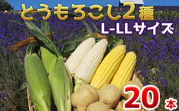 セット(じゃがいも付)　食べ比べ　ジャガイモ　北海道上富良野町　とうもろこし　とうもろこし　20本　先行受付　上富良野町　じゃがいも　セゾンのふるさと納税　トウモロコシ　北海道　2024年発送】かんのファーム産　セット