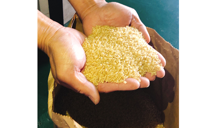 5kg（愛知県愛西市）　あいちのかおり　玄米　ふるさと納税サイト「ふるさとプレミアム」