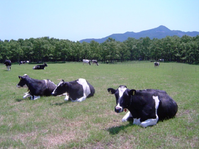 蔵王チーズ 蔵王山麓バター510g（170g×3個） / 宮城県蔵王町 | セゾンのふるさと納税