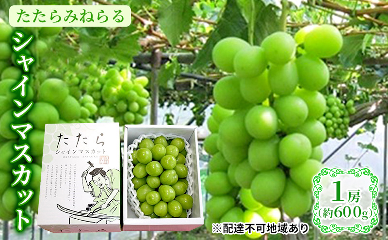 【限定300個】ぶどう 2024年 先行予約 たたらみねらる シャインマスカット 1房（約600g） 岡山県 シャインマスカット フルーツ ぶどう ブドウ マスカット 種なし くだもの 10000円