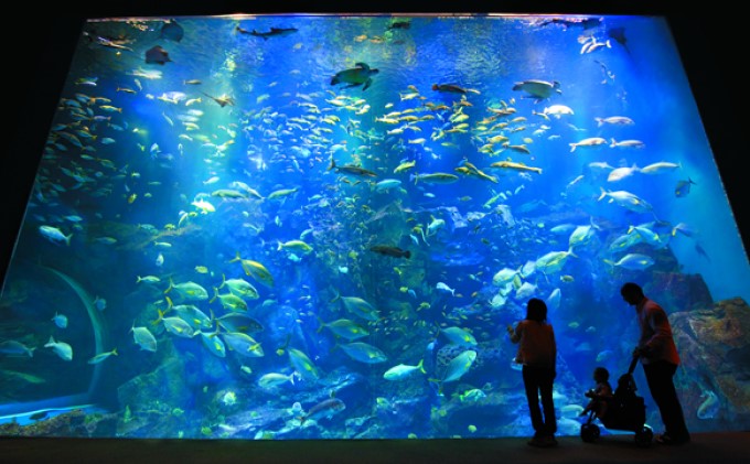 秋田県男鹿市のふるさと納税 男鹿水族館GAOペア入館券 チケット 入場券 優待券