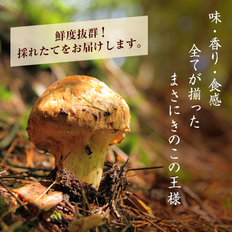 信州産「天然松茸」（約880g/8～29本） / 長野県駒ヶ根市 | セゾンのふるさと納税