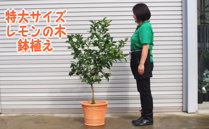 特大サイズ レモンの木鉢植え テラコッタ40cm 福岡県朝倉市 セゾンのふるさと納税