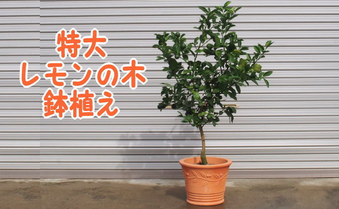 特大サイズ レモンの木鉢植え（テラコッタ40cm） / 福岡県朝倉市 | セゾンのふるさと納税