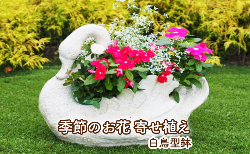 白鳥 スワン 花鉢 ガーデン 置物-