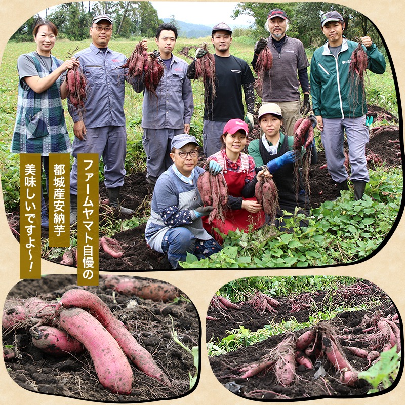 レンジでチン!!安納芋で作った焼き芋(冷凍)2kg_MO-B601 / 宮崎県都城市 | セゾンのふるさと納税