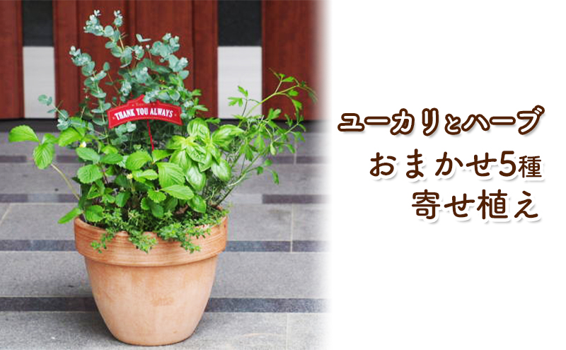 福岡県朝倉市のふるさと納税 ユーカリとハーブ5種　寄せ植え